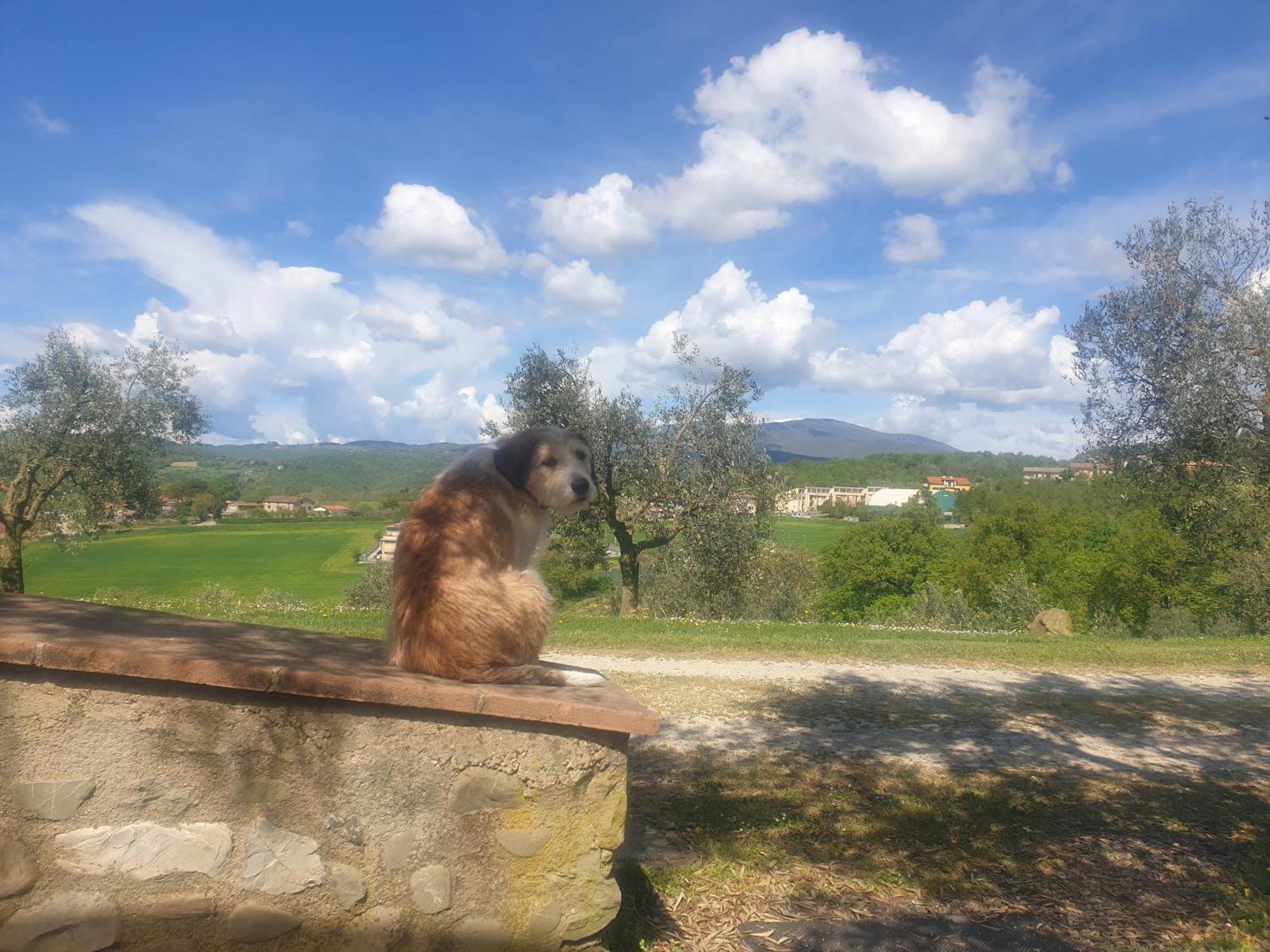 Agriturismo Val Della Pieve Anghiari Exteriör bild
