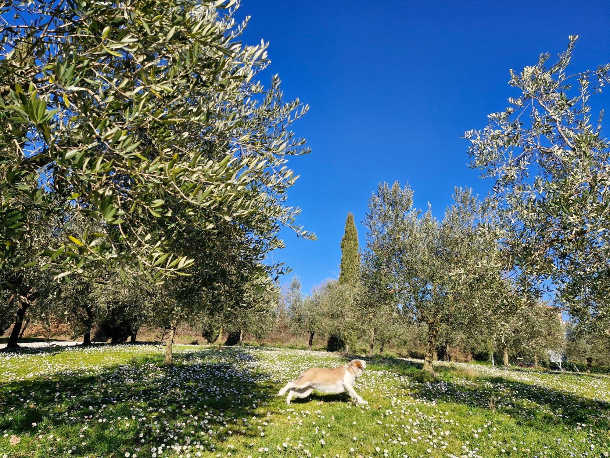 Agriturismo Val Della Pieve Anghiari Exteriör bild