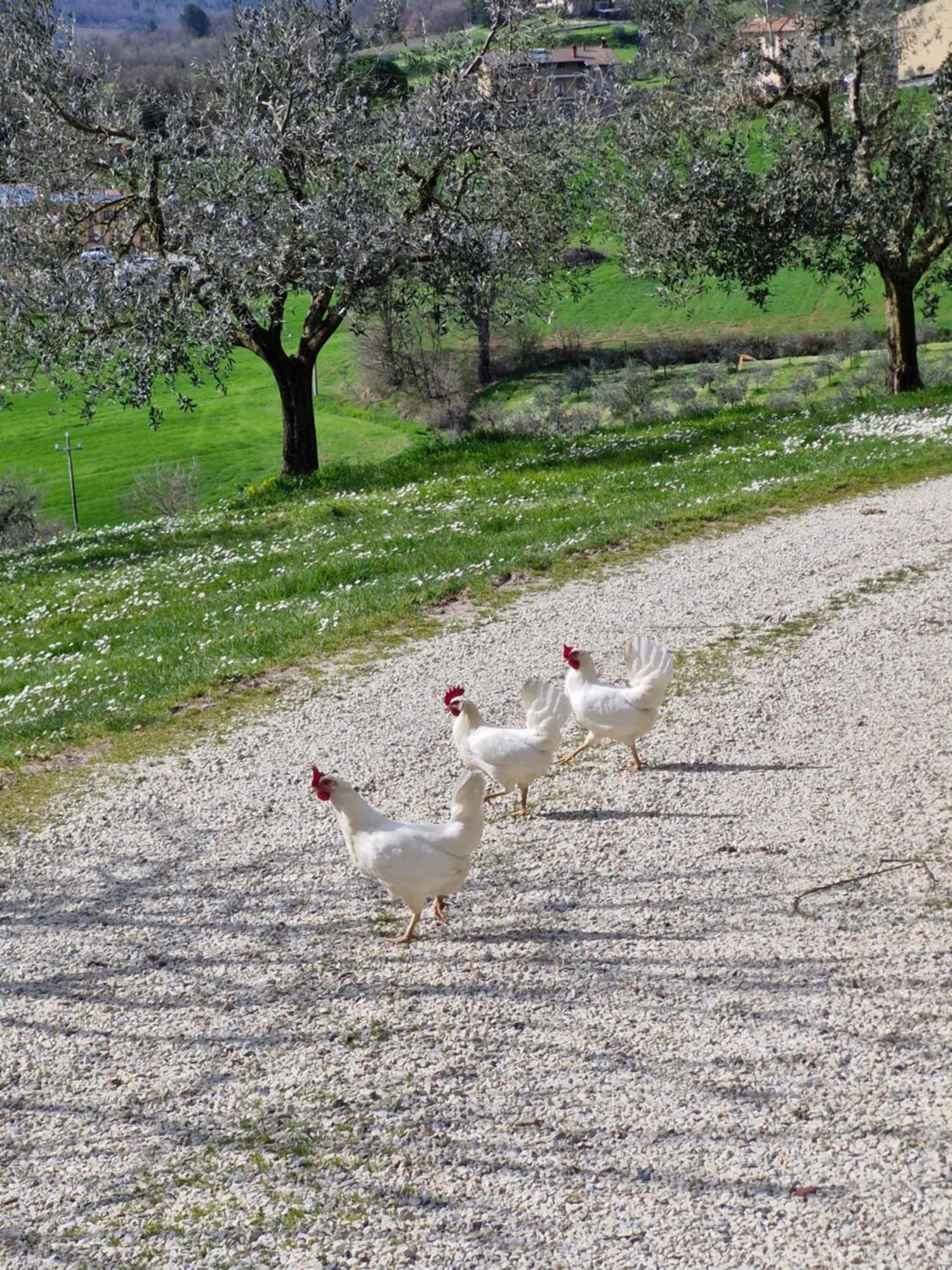 Agriturismo Val Della Pieve Anghiari Exteriör bild